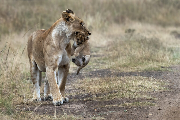 Abbas Kapadia - 8MomLioness